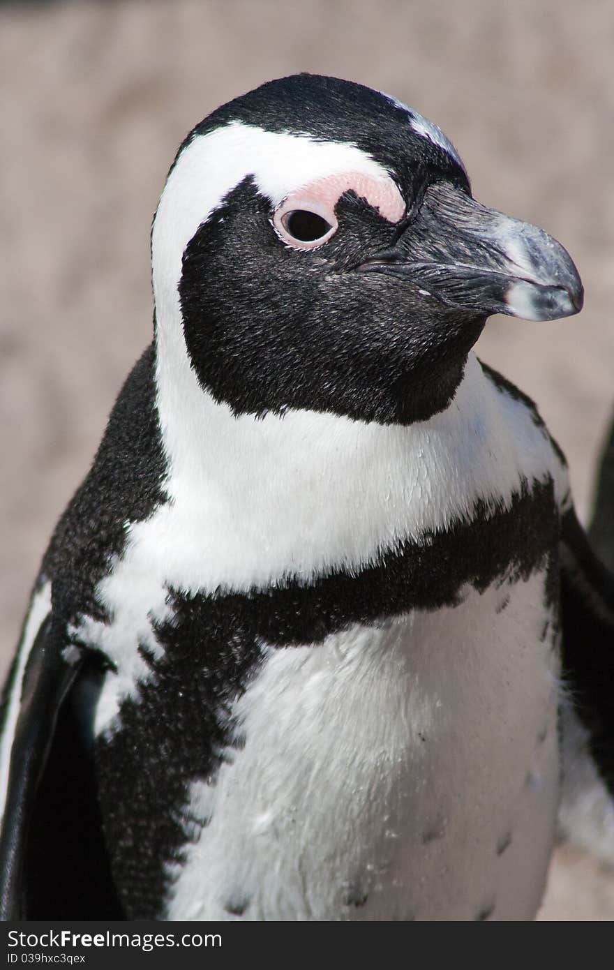 An African pengiun standing at the sea side.