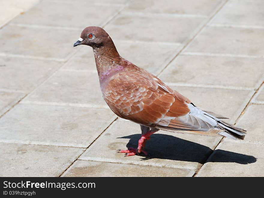 Brown pigeon walking on cobblestone pavement