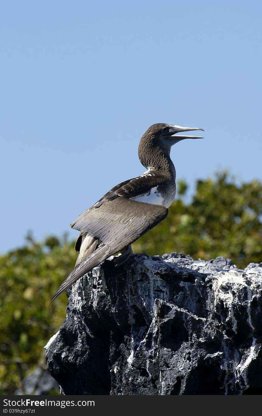 Galapagos Gannet