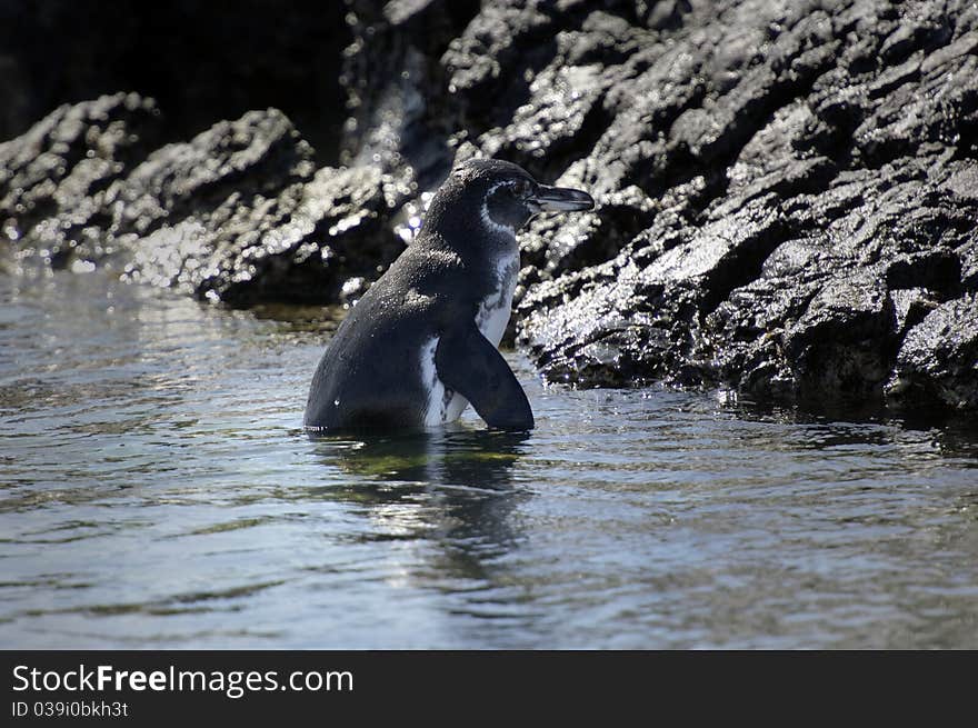 Galapagos Penguin