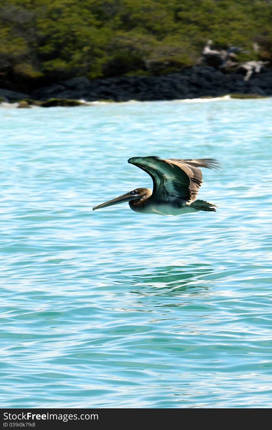 A pelican in flight at the galapagos islands. A pelican in flight at the galapagos islands