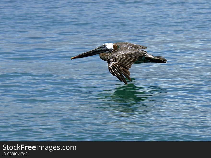 A pelican in flight at the galapagos islands. A pelican in flight at the galapagos islands