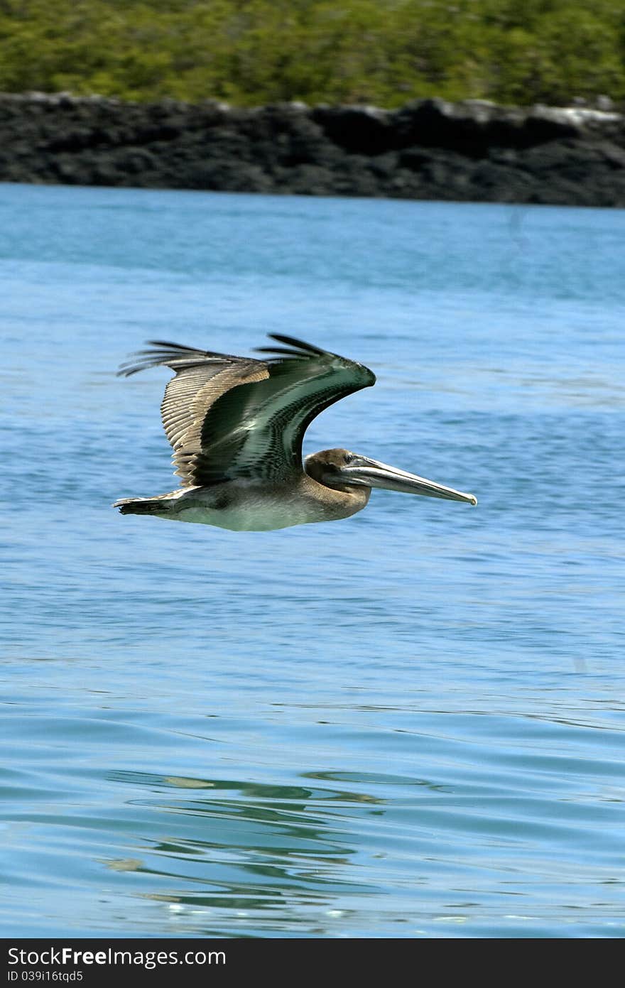 A pelican in flight at the galapagos islands. A pelican in flight at the galapagos islands