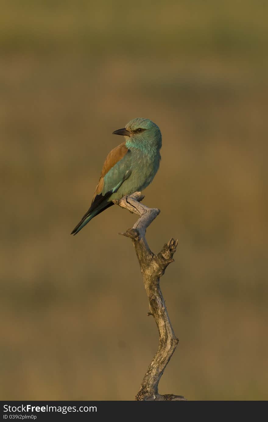 This is a roller on a tree. It is in very nice light (the picture was made early morning). This is a roller on a tree. It is in very nice light (the picture was made early morning).