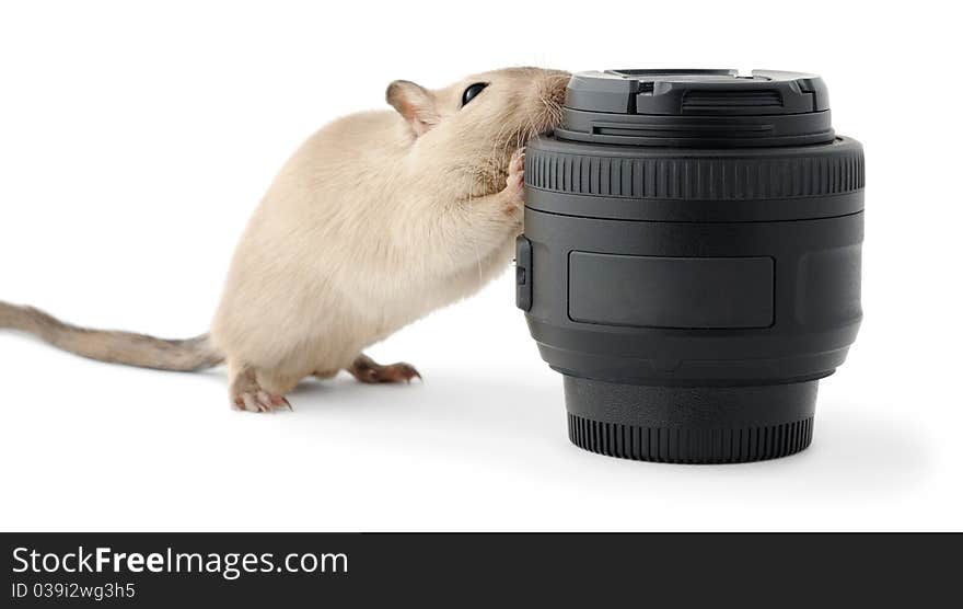 Little mouse gnawing a photo lens over white background