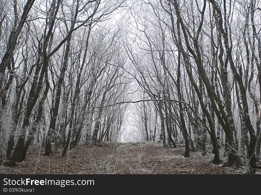 A very nice winter forest