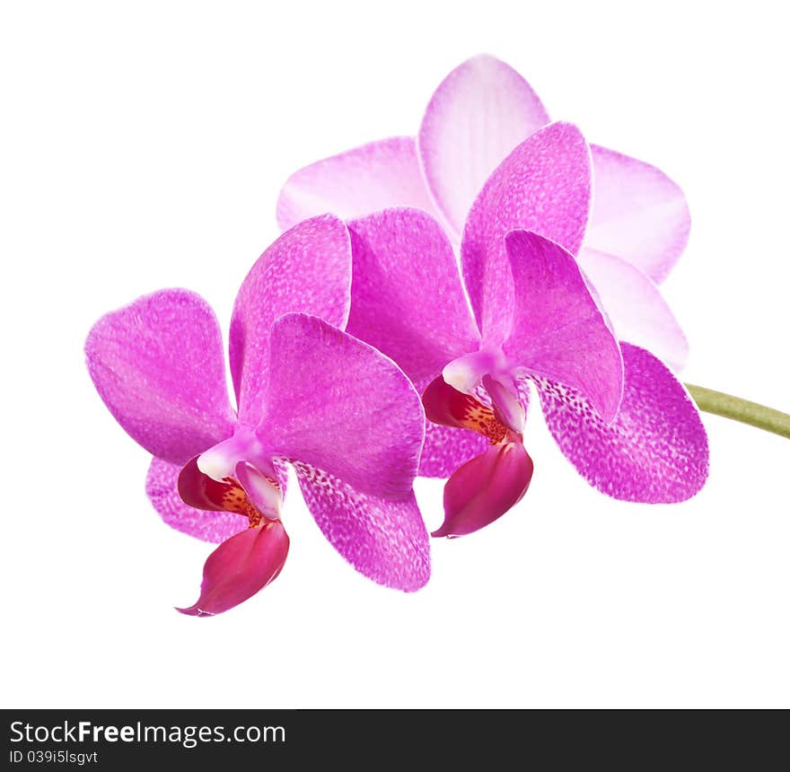 Orchid