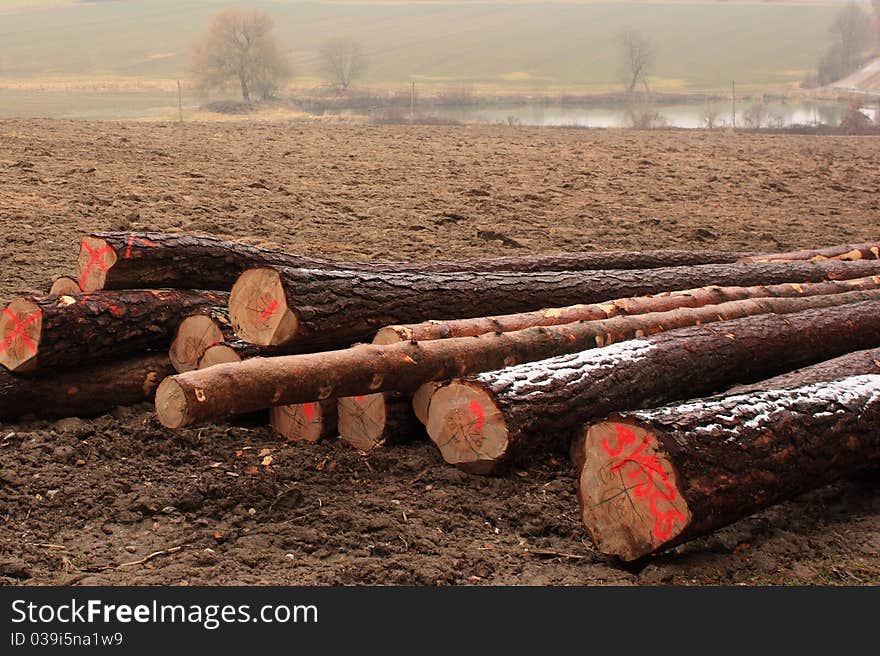 A lot of big cut trees in winter. A lot of big cut trees in winter