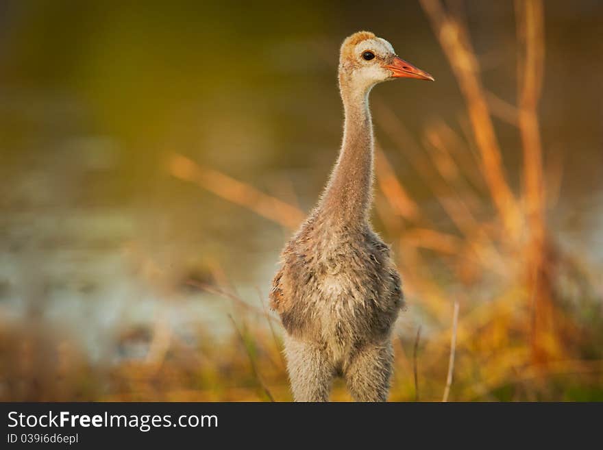 Young Sandhill Crane