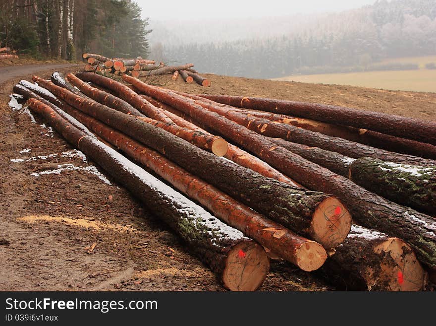 A lot of big cut trees in winter. A lot of big cut trees in winter