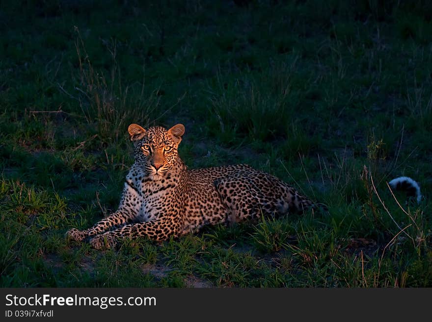 African leopard at dusk lying on green grass lighted with a spotlight in Sabi Sand nature reserve in South Africa