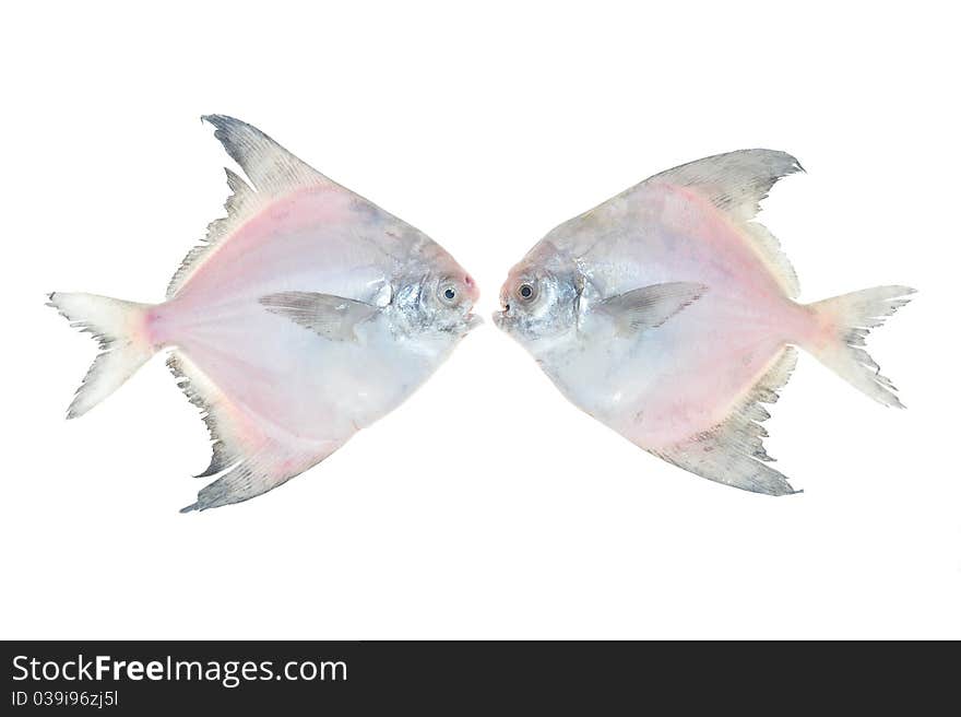 Two White Pomfret Fishes Arranged Facing Each Other Isolated On White Background