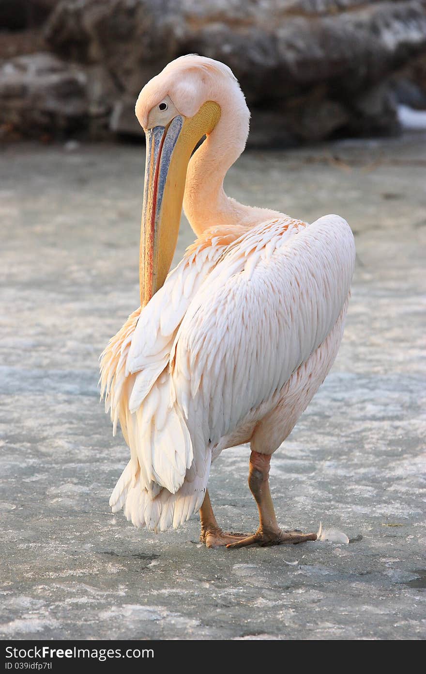 Pelican