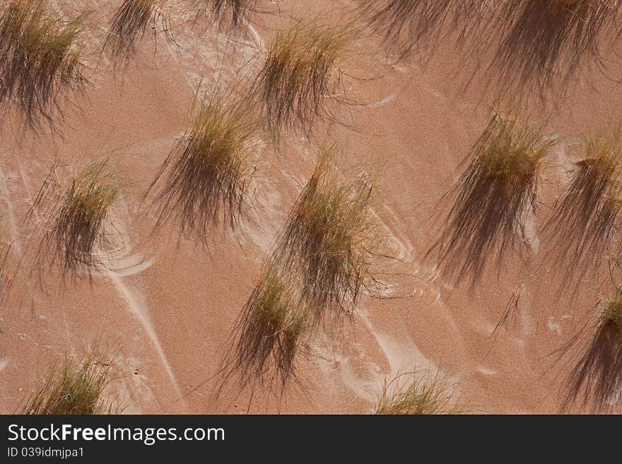 Desert dune grass