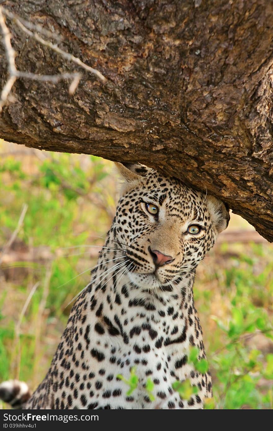 Leopard scent marking