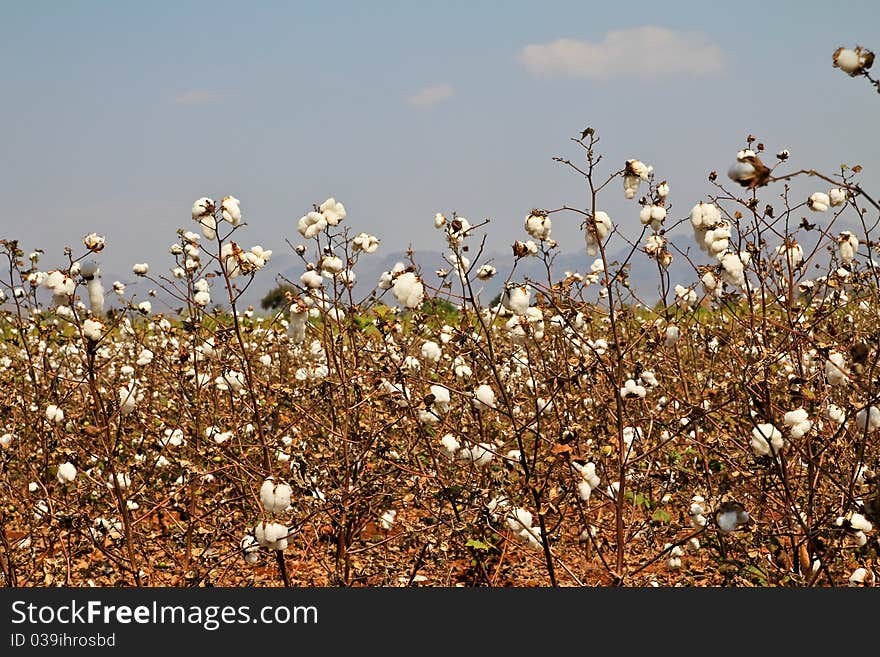 Cotton farms,Cotton as raw material to manufacture cloth.