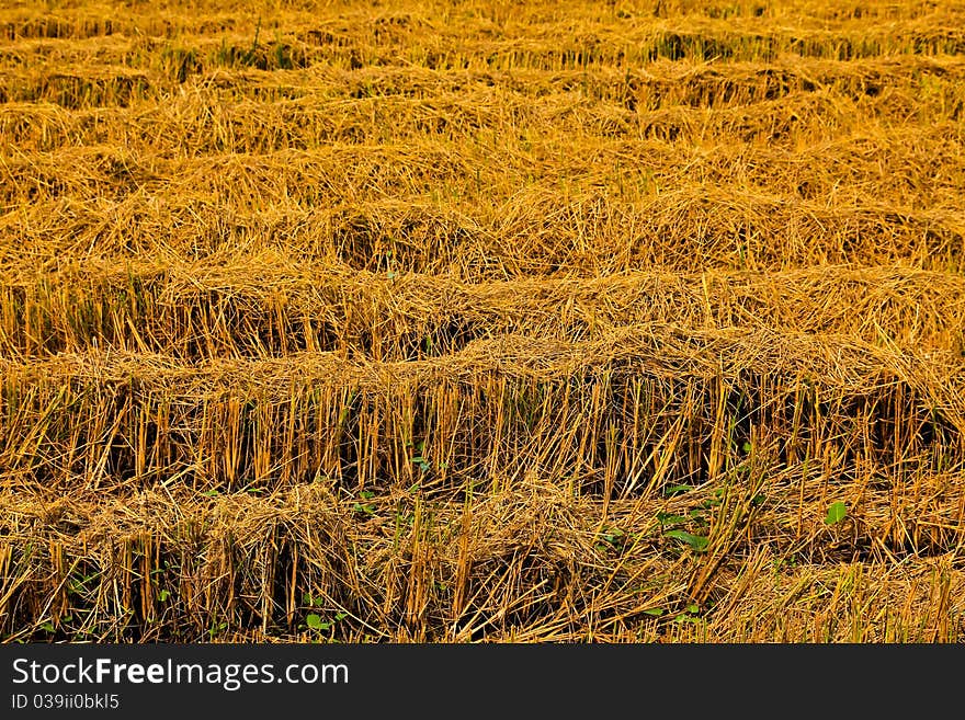 Harvest rice farms.