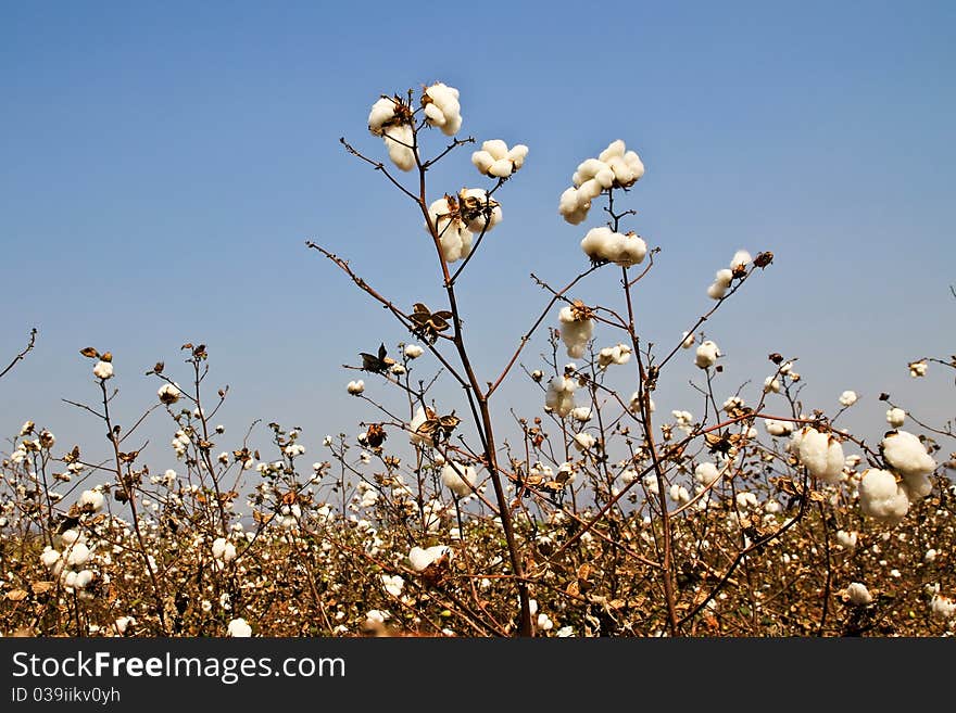 Cotton farms