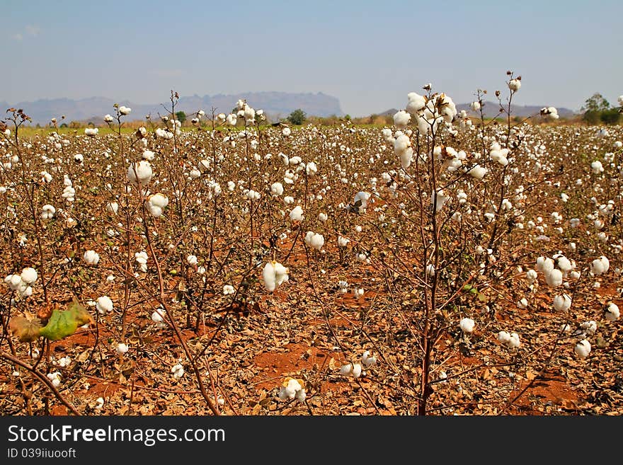 Cotton farms,Cotton as raw material to manufacture cloth.