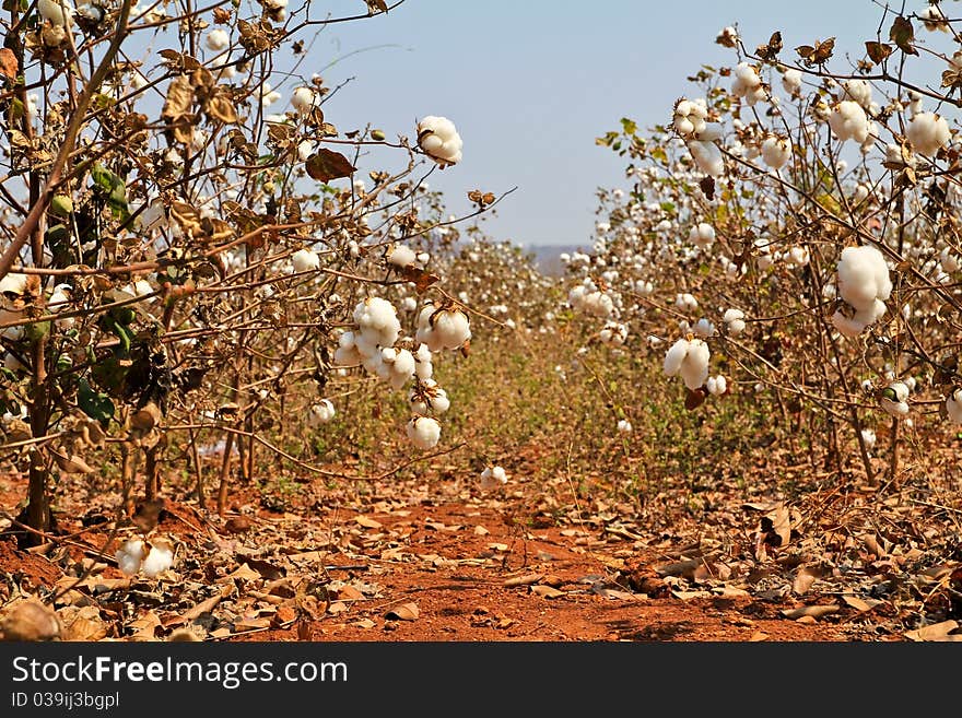 Cotton farms,Cotton as raw material to manufacture cloth.