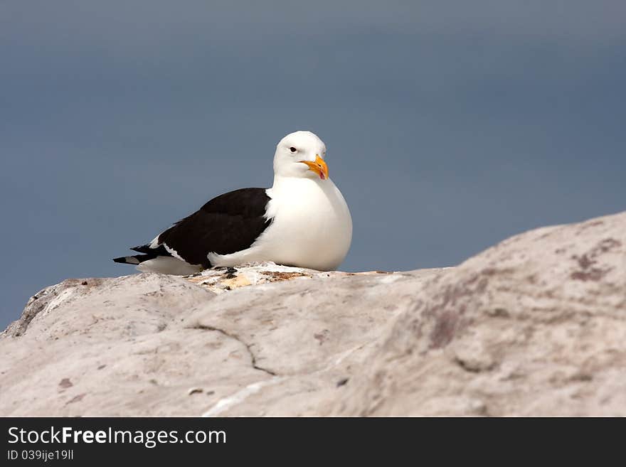 Southern blackbacked seagull, kelp gull (larus dominicanus) on rock. Southern blackbacked seagull, kelp gull (larus dominicanus) on rock