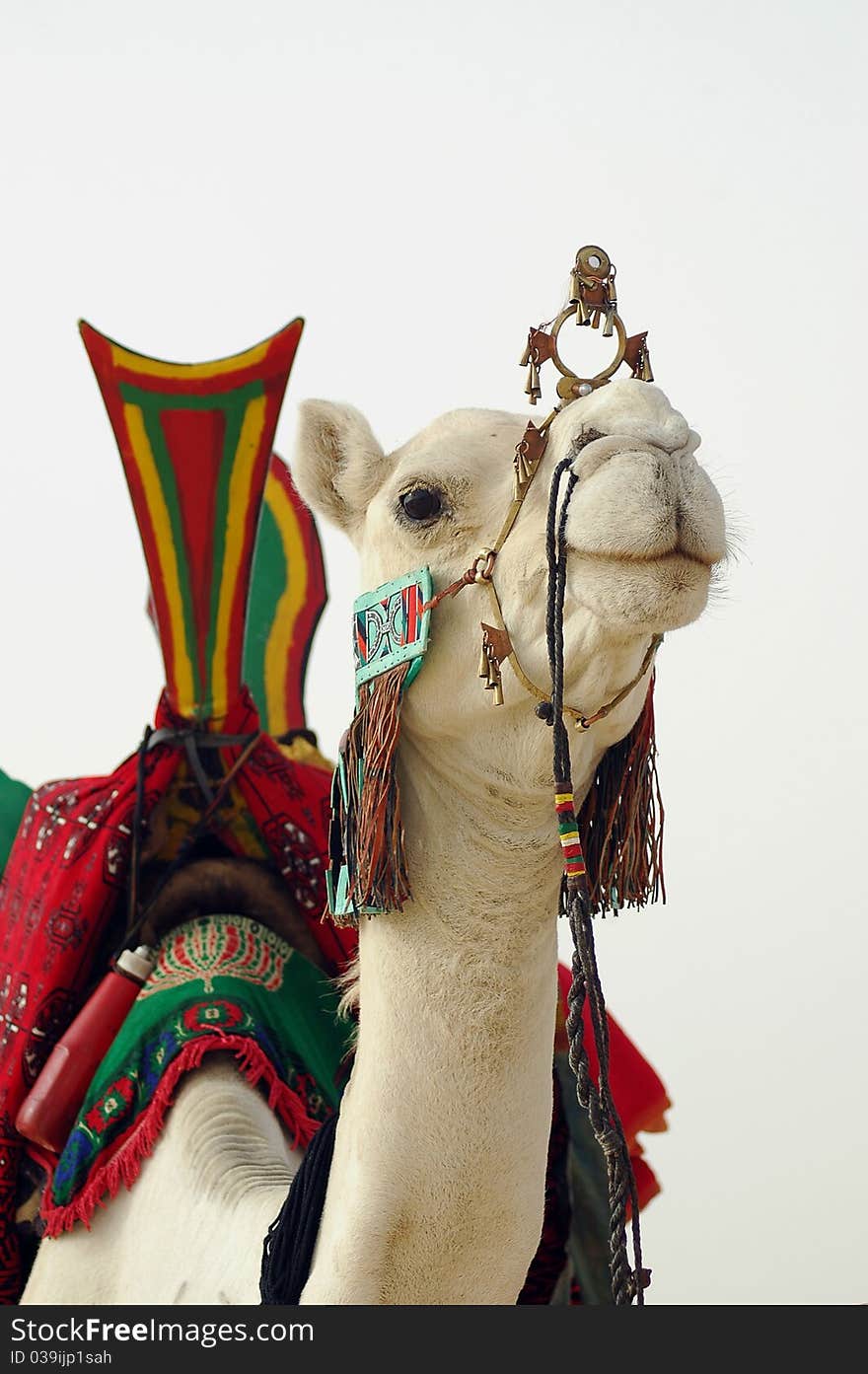 A close up of a white Tuareg nomad camel with saddle. A close up of a white Tuareg nomad camel with saddle