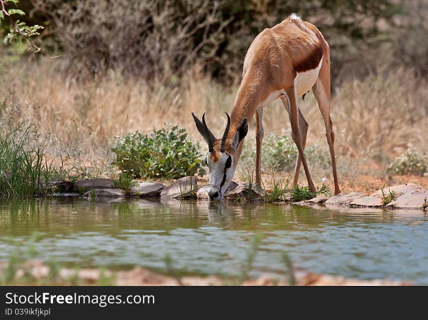 Springbok gazelle drinking water, endemic to South Africa, and this country's national antelope. Springbok gazelle drinking water, endemic to South Africa, and this country's national antelope