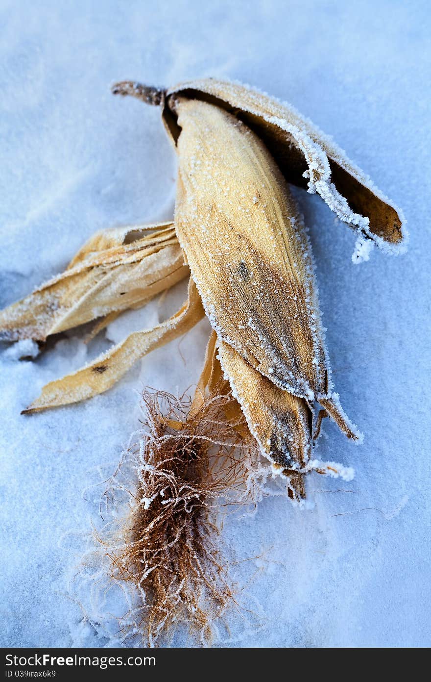 A corn in the snow.