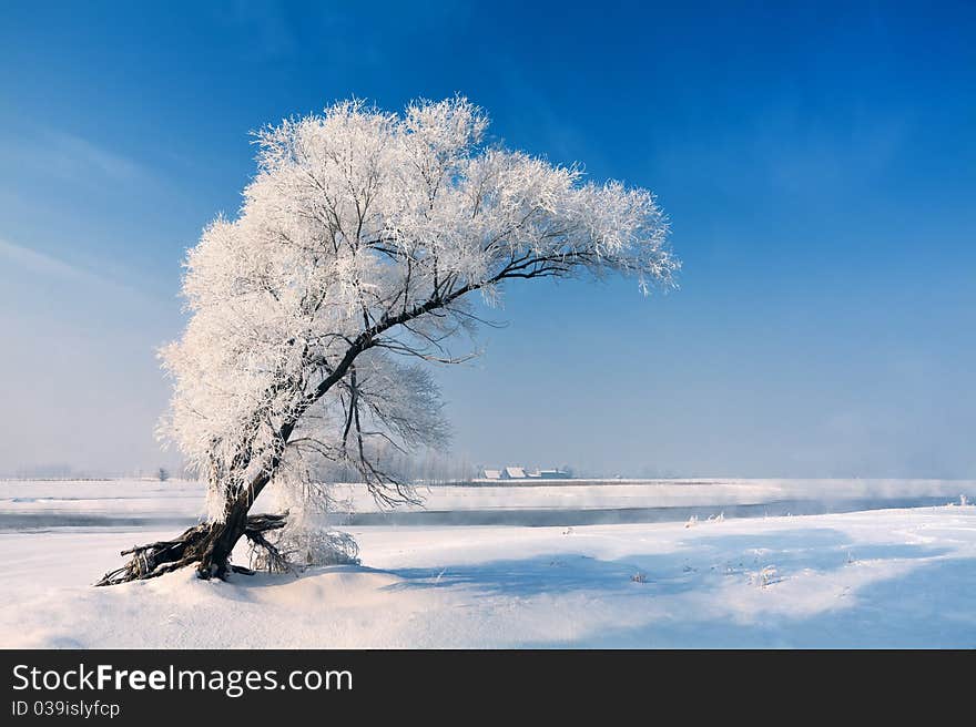 Lonely tree in winter on a snowy field. Lonely tree in winter on a snowy field.