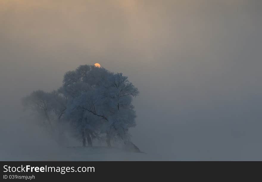 Trees in the fog