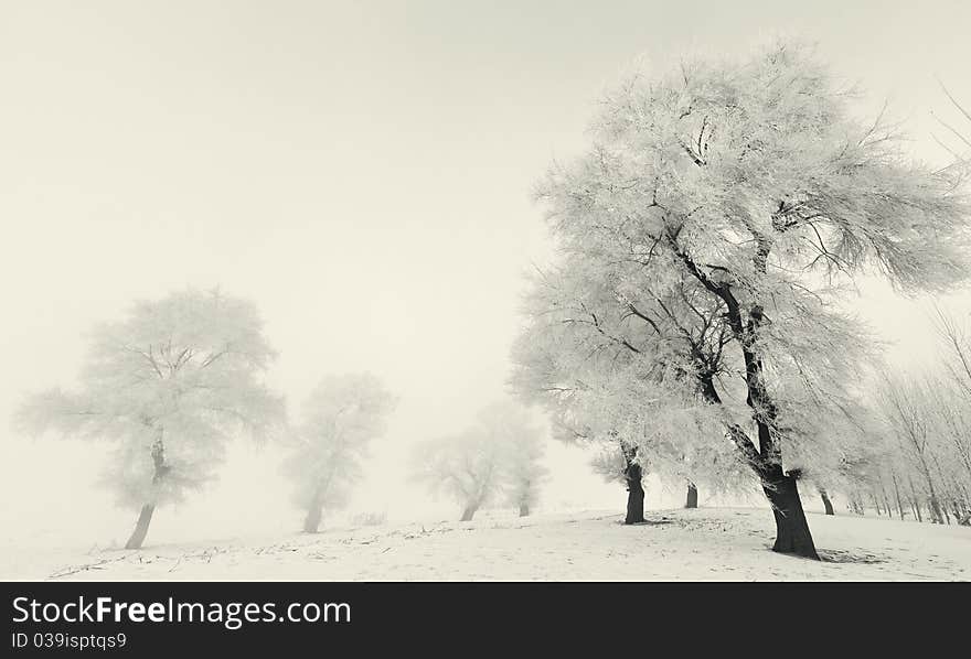 Winter landscape