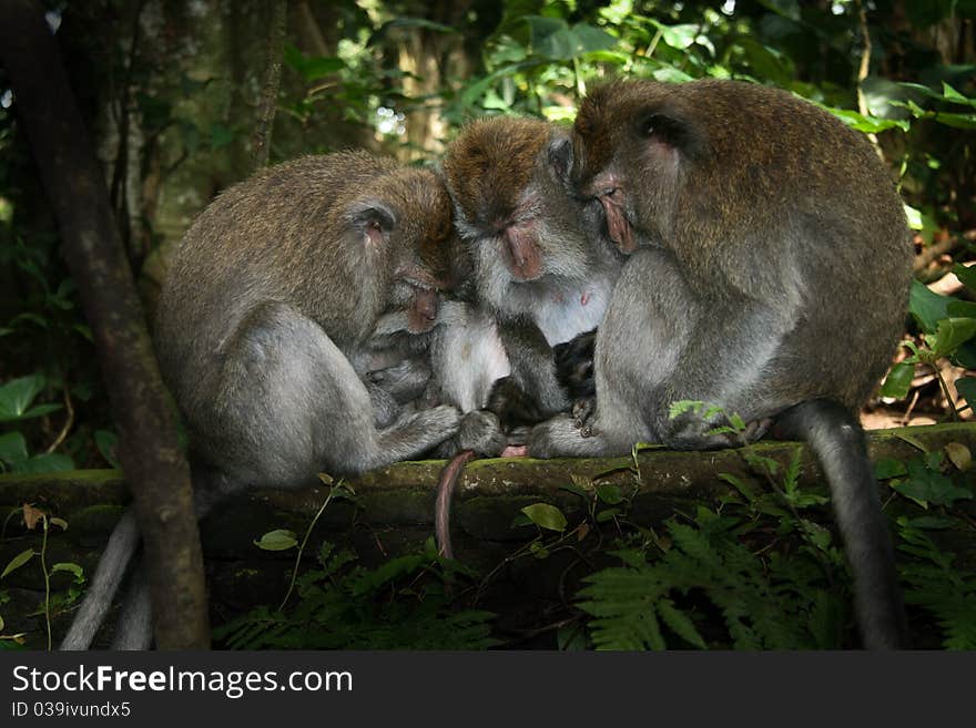 Image of a monkey in a tree. monkey in the jungle