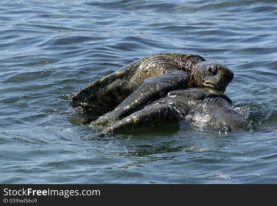 Giant turtles from the galapagos during the mating process. Giant turtles from the galapagos during the mating process