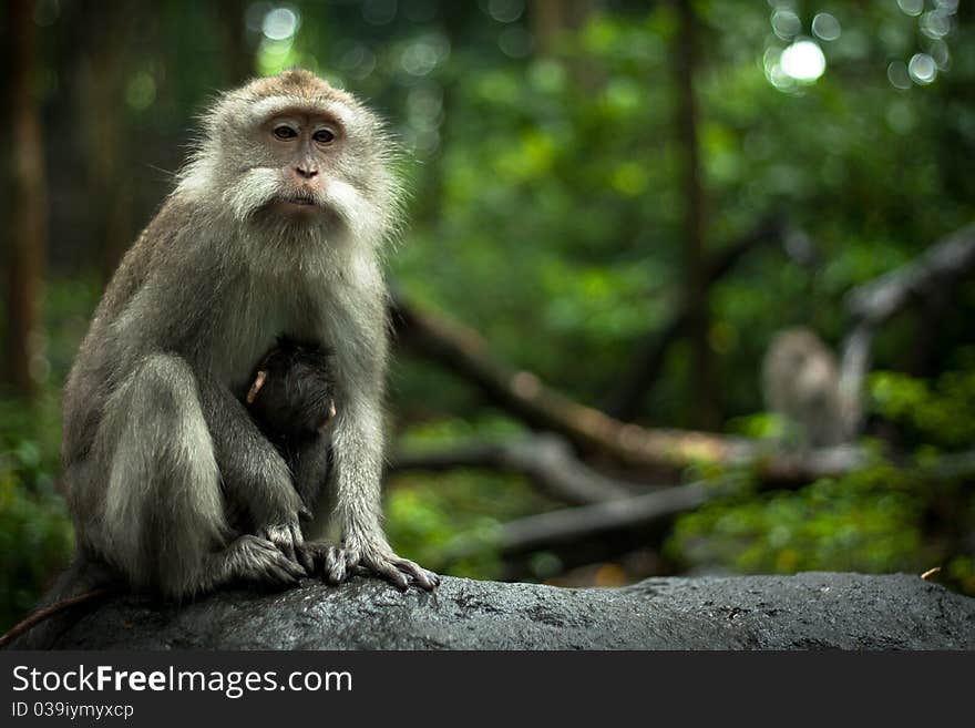 Image of a monkey in a tree. monkey in the jungle