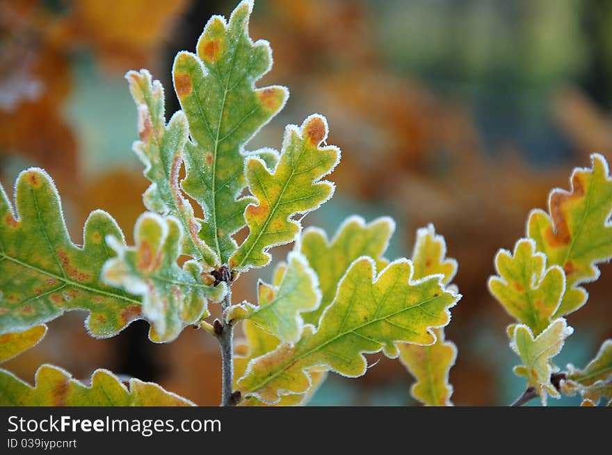 Frozen Oak Autumn Leaves On Branch