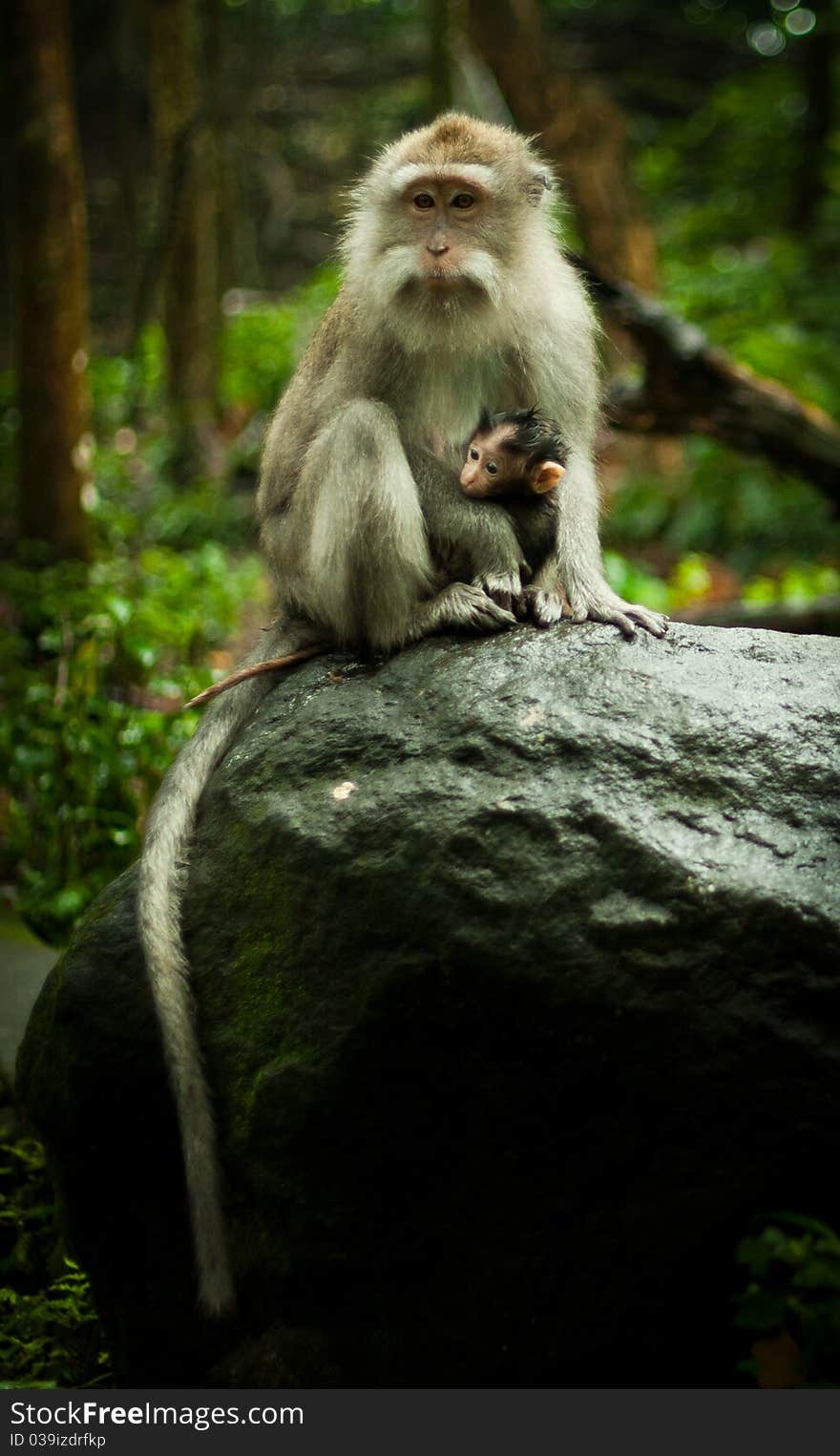 Image of a monkey in a tree. monkey in the jungle