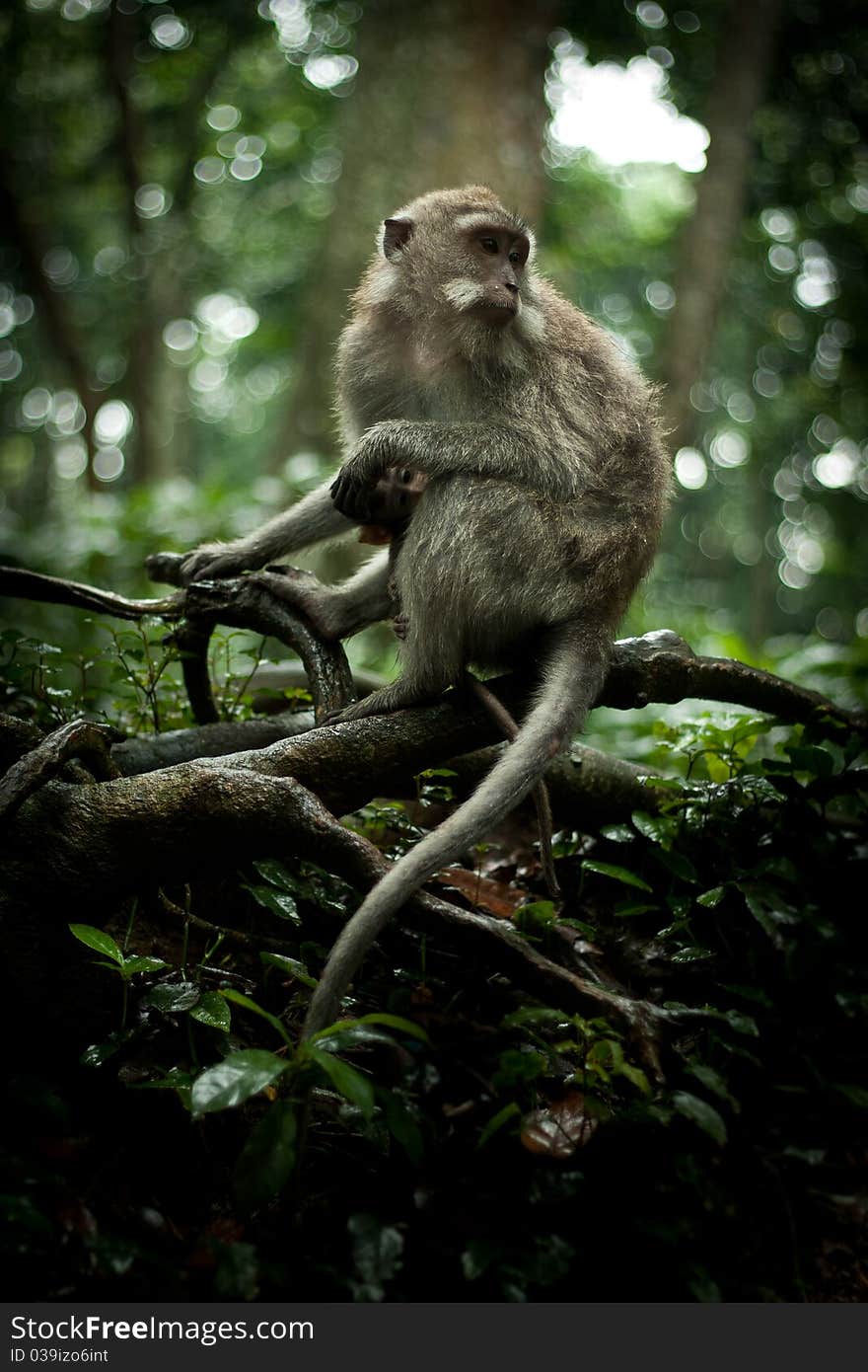 Image of a monkey in a tree. monkey in the jungle