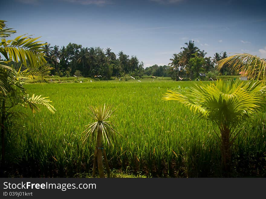 Picture of beautiful tropical landscape with palm trees and grass sky