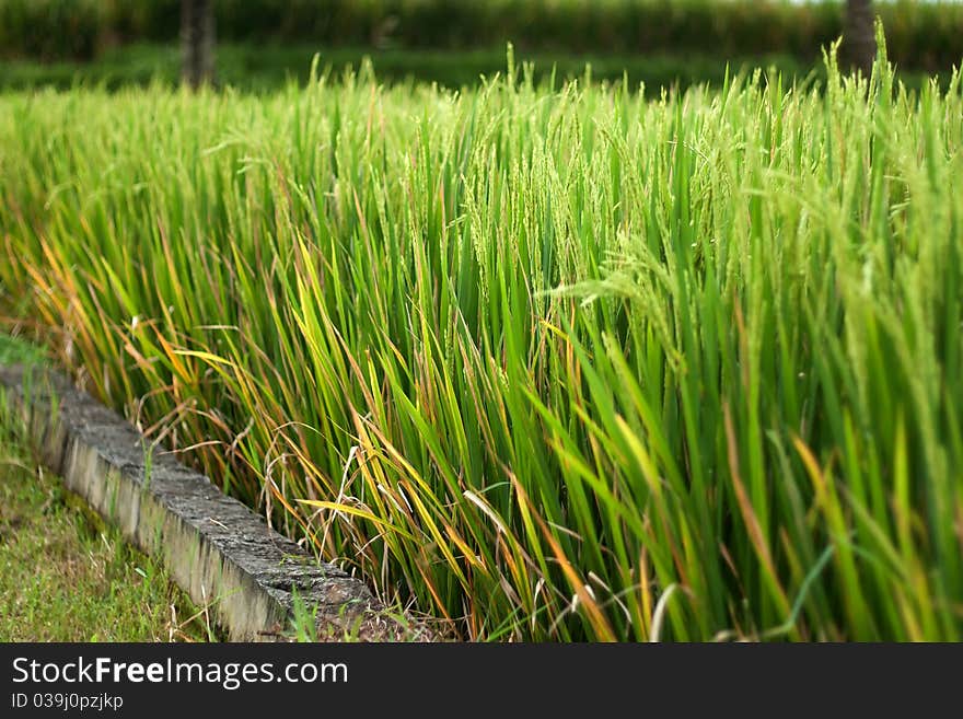 Background of green grass