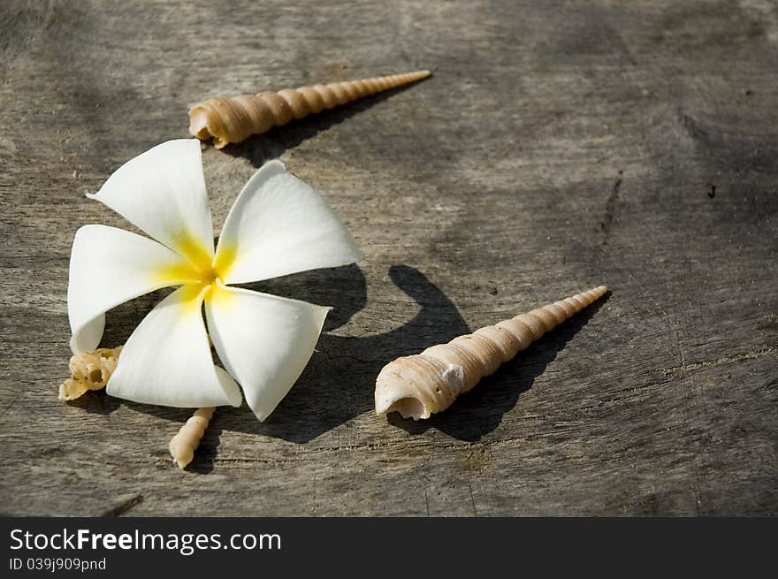 Tropical flower and shells on the wood