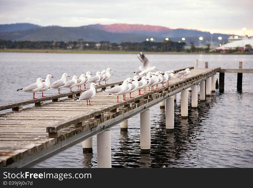 Seagulls