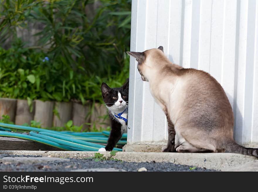 A kitten rounding the corner of a shed only to discover a big cat waiting for him. A kitten rounding the corner of a shed only to discover a big cat waiting for him.