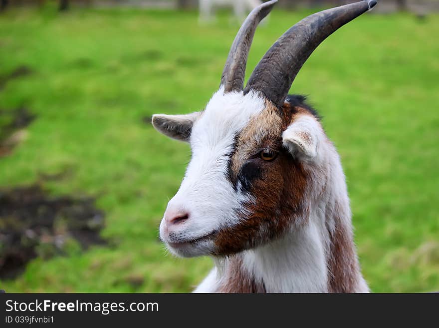 Photo with goat on green background