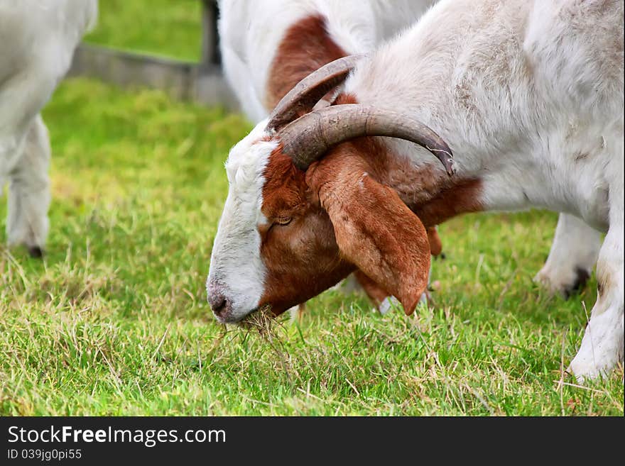 Photo with goat on green background