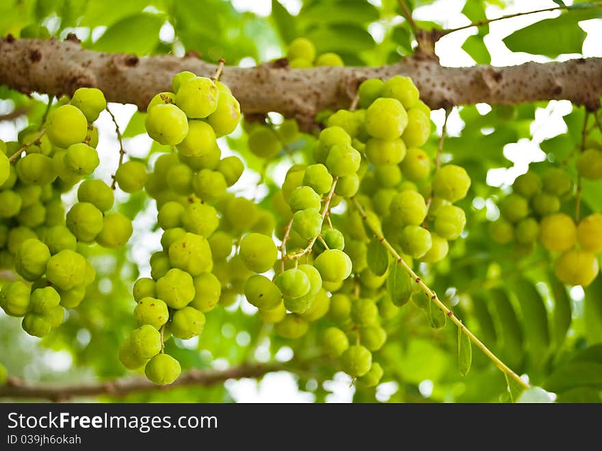 This fruit is in Thailand.It's very sour. This fruit is in Thailand.It's very sour.