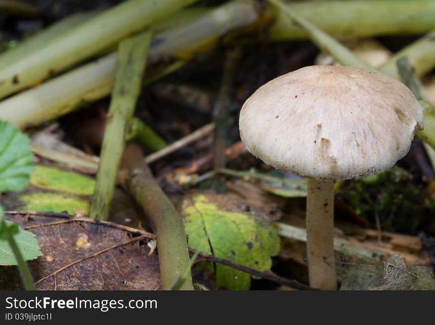 Close-up Fungus growing on the forest floor