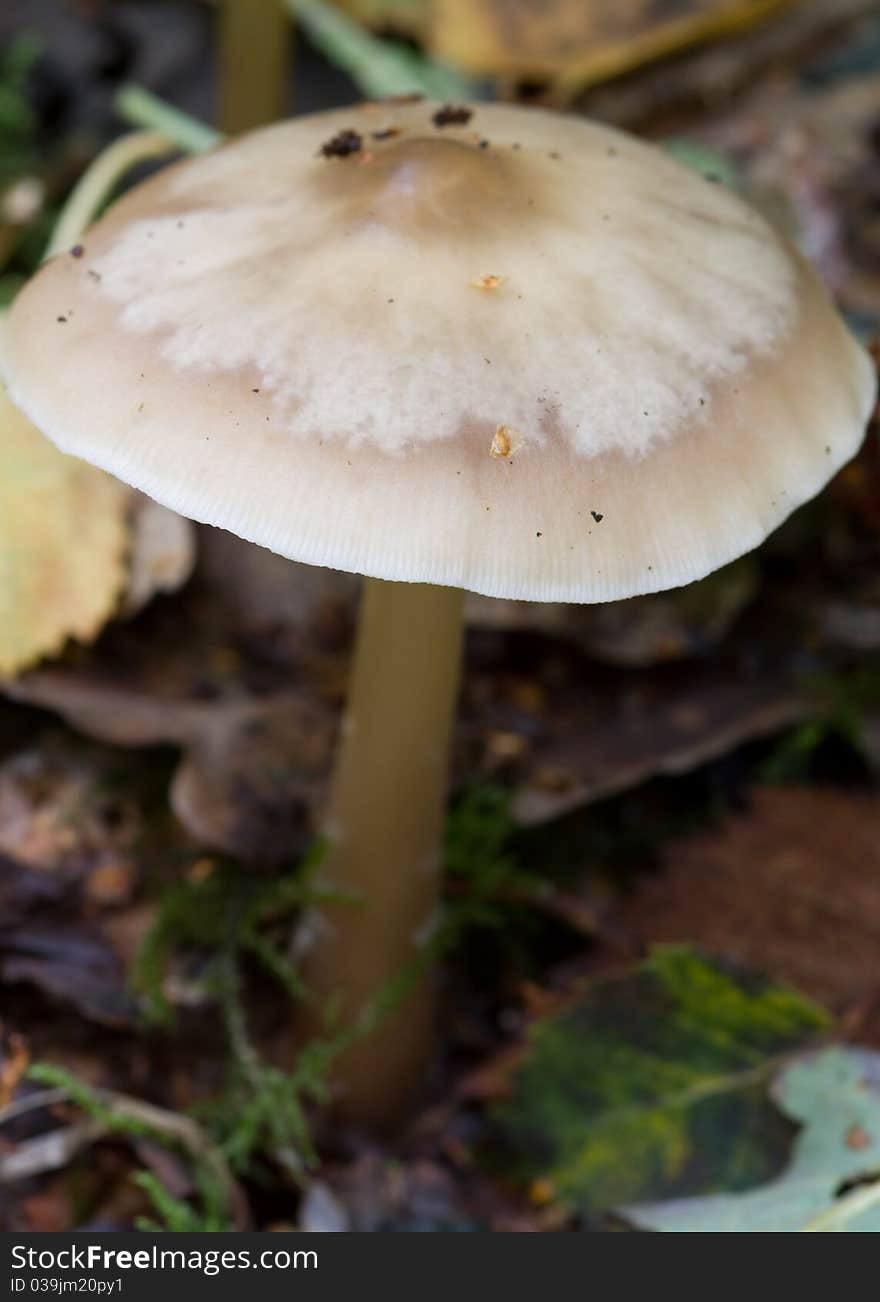 Close-up Fungus growing on the forest floor