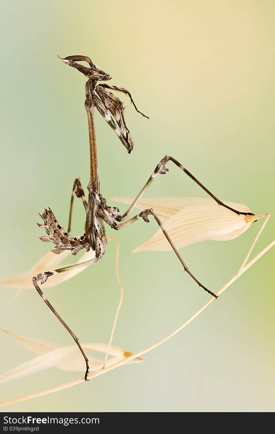 Empusa Pennata Insect