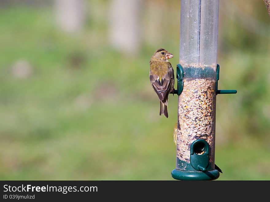 Greenfinch (Carduelis chloris)