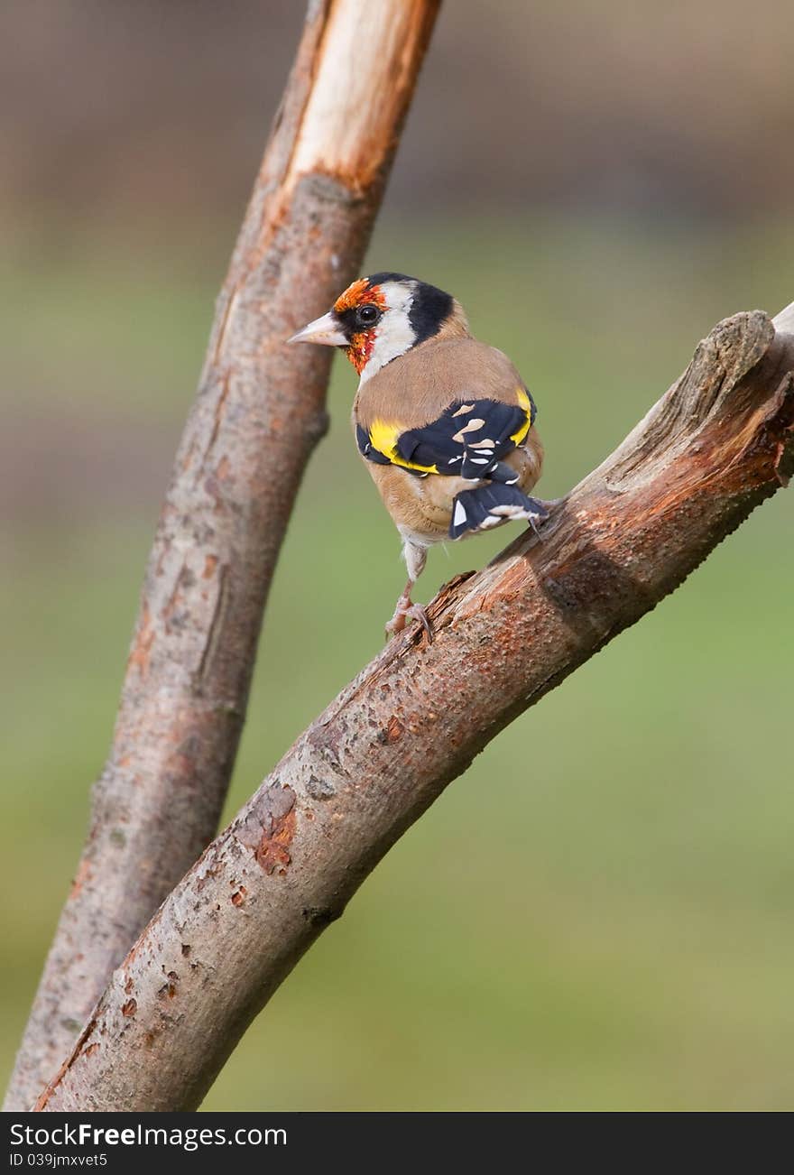 Goldfinch